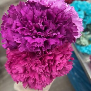 conjunto flores buganvilla